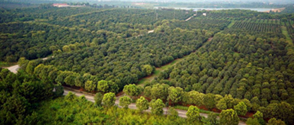 专业规范化大型苗圃种植