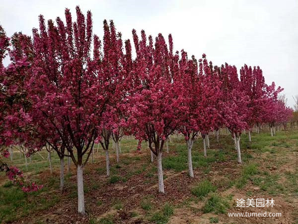 北美海棠图片