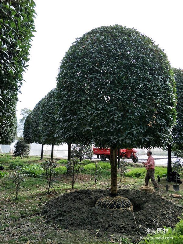 桂花树