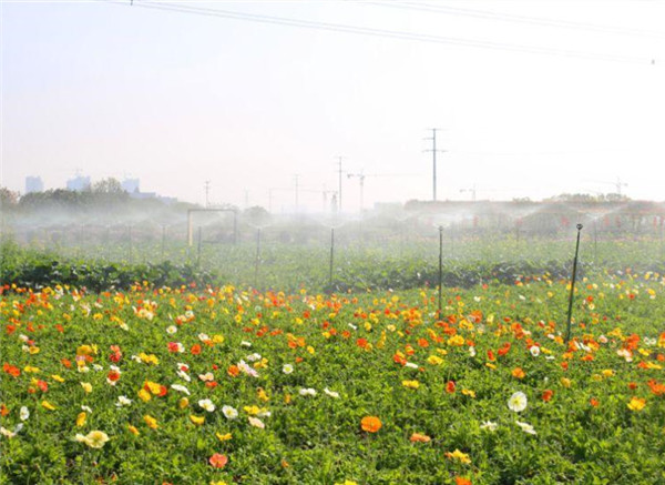 波斯菊基地实拍图片