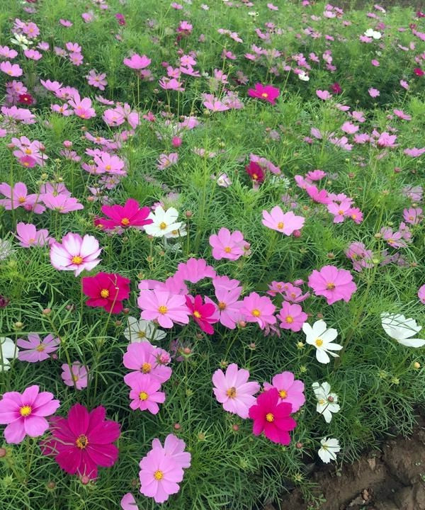 波斯菊基地实拍图片