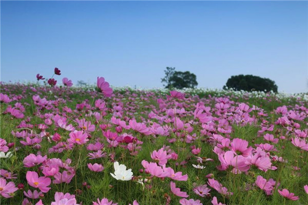 波斯菊基地实拍图片