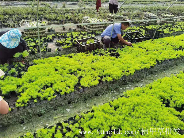 佛甲草基地实拍图片