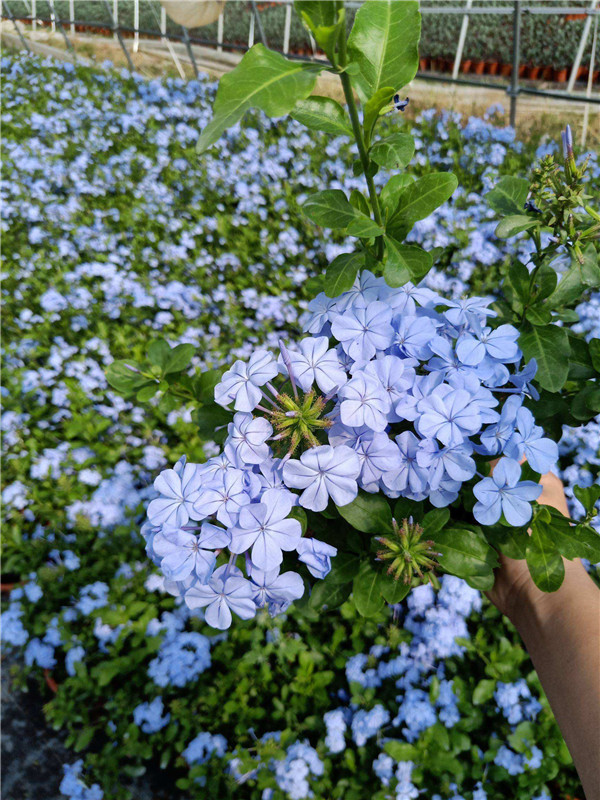 蓝雪花图片