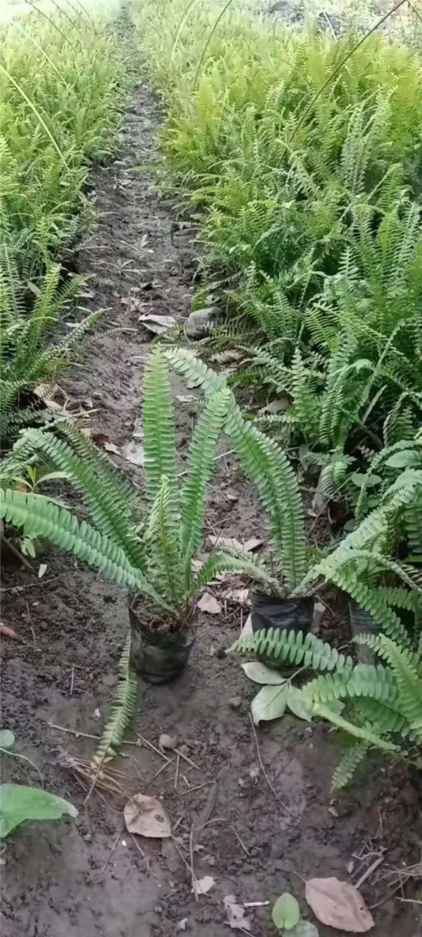 肾蕨基地实拍图片