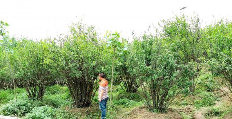 丛生花石榴图片