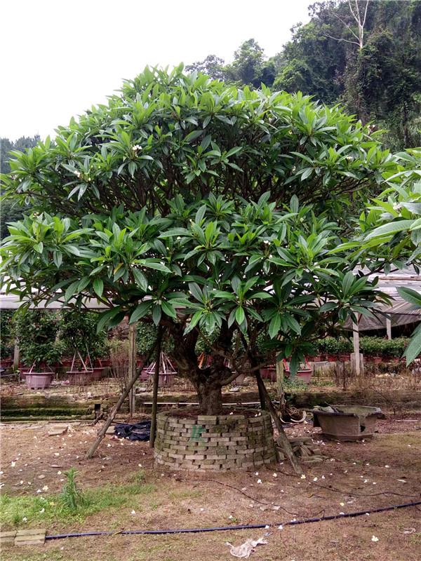 鸡蛋花苗木基地实拍图