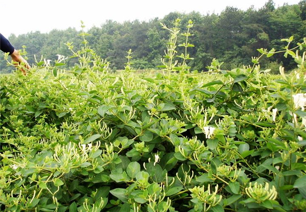 金银花基地实拍图片