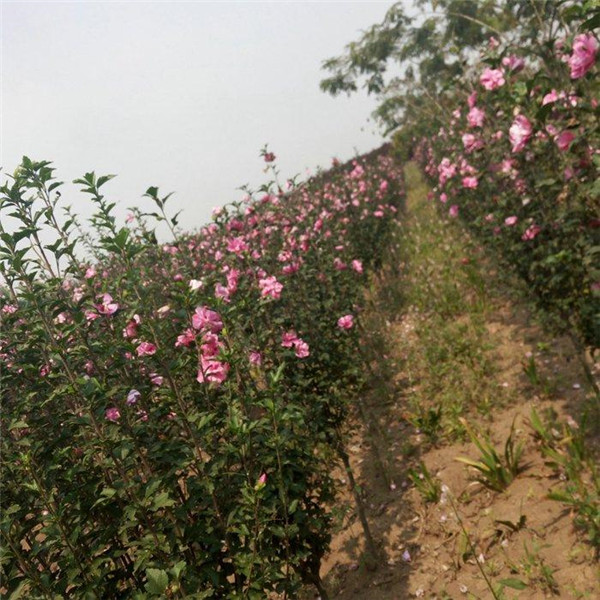 木槿基地实拍图片