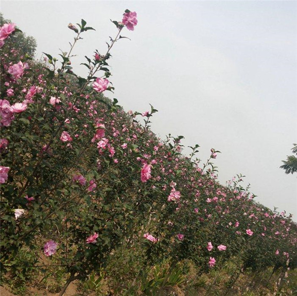 木槿基地实拍图片