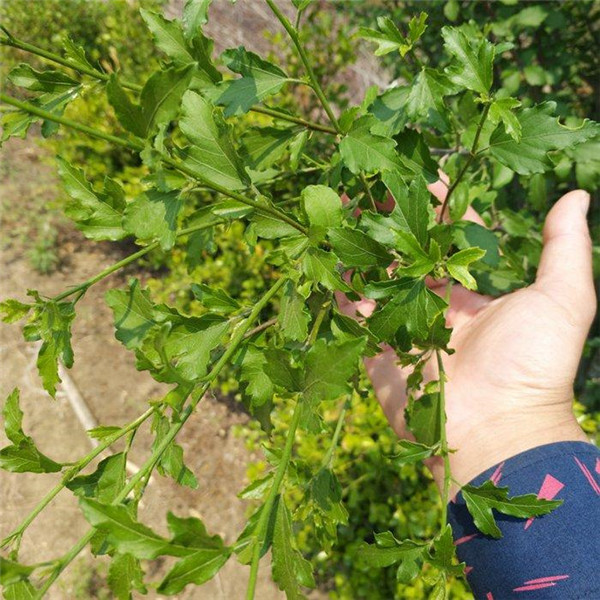 木槿基地实拍图片