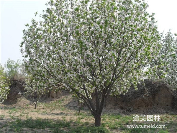 八棱海棠基地实拍图片