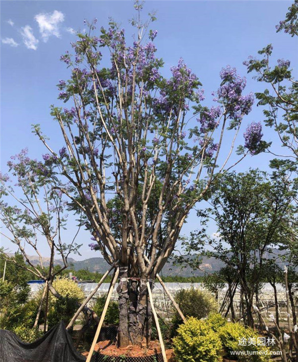 贵州丛生蓝花楹基地图片