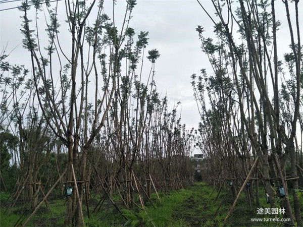 四川哪有种植批发彩叶树的基地？