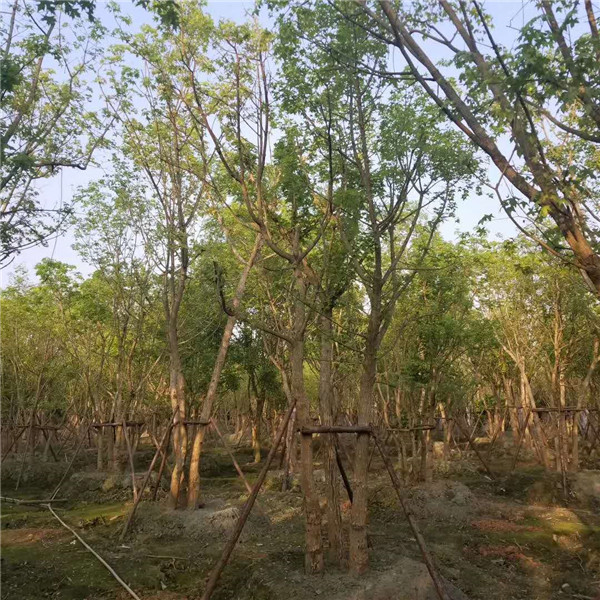 丛生三角枫基地实拍图片