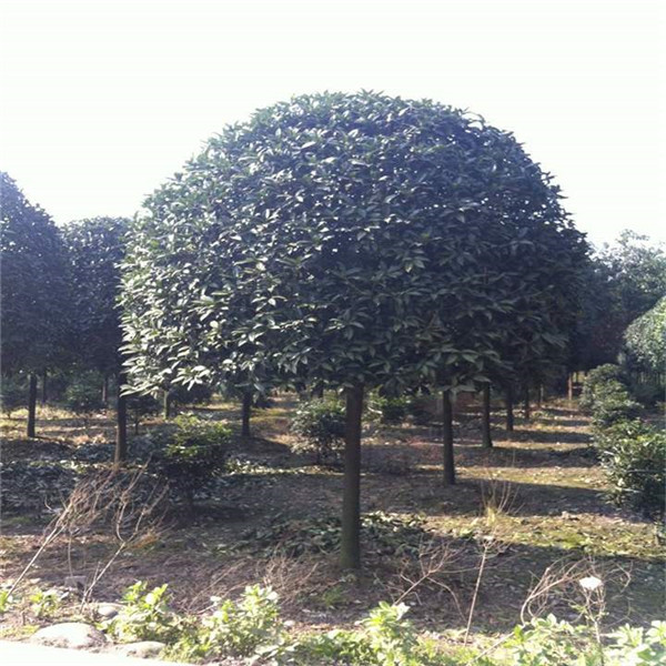 成都桂花树基地哪家好？