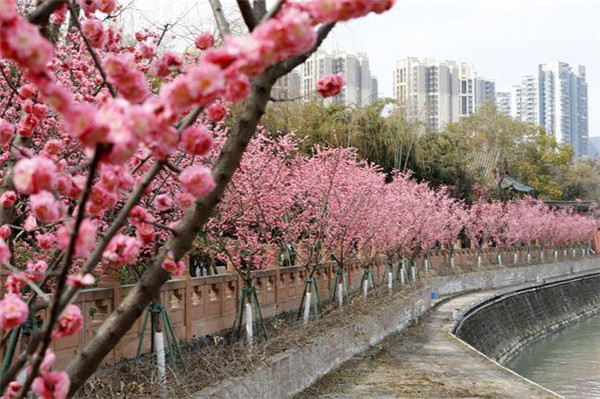 梅花图片