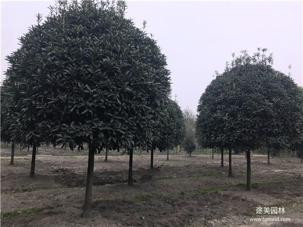 较有名的桂花树基地，你一定不知道！