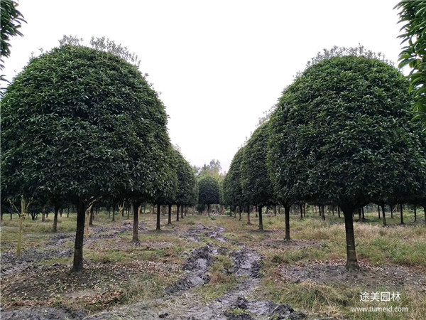 15公分桂花树图片