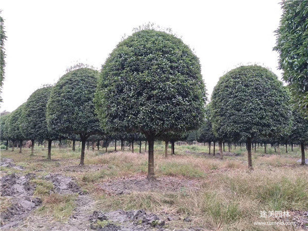 桂花树图片