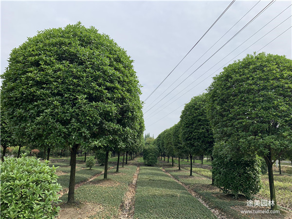 成都桂花树基地实拍图片