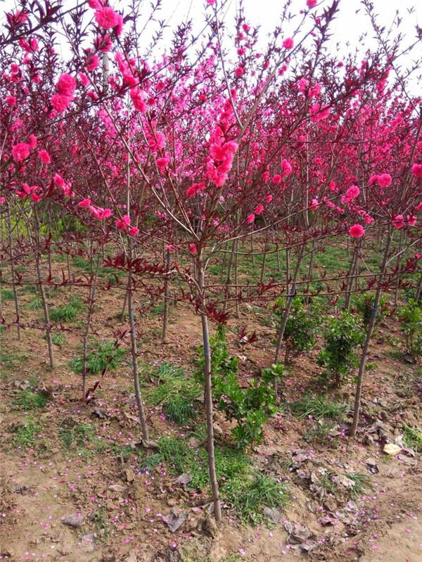 碧桃6月份可以种植吗？