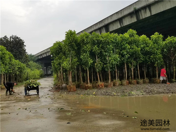 黄葛兰基地实拍图片