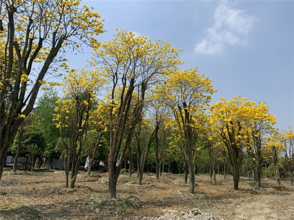 黄花风铃木基地实拍图片