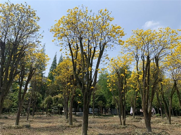 黄花风铃木基地实拍图片