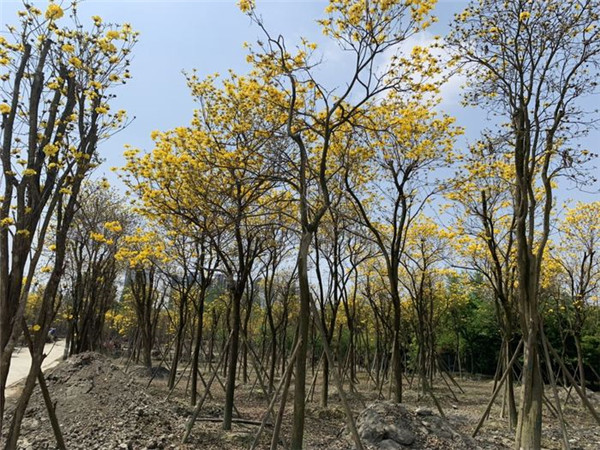 黄花风铃木基地实拍图片