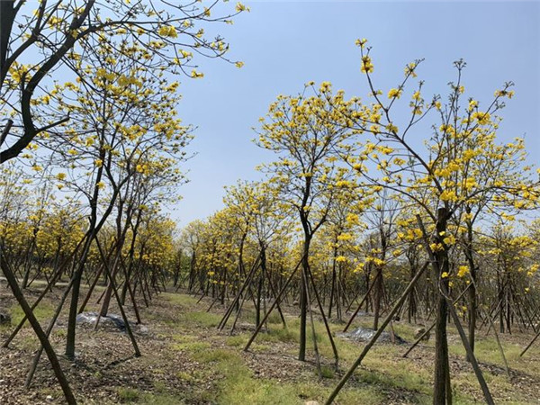 黄花风铃木基地实拍图片