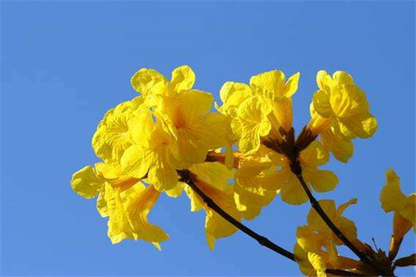 黄花风铃木基地实拍图片