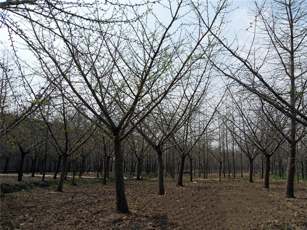 嫁接银杏树基地实拍图片