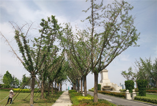 嫁接银杏树基地实拍图片