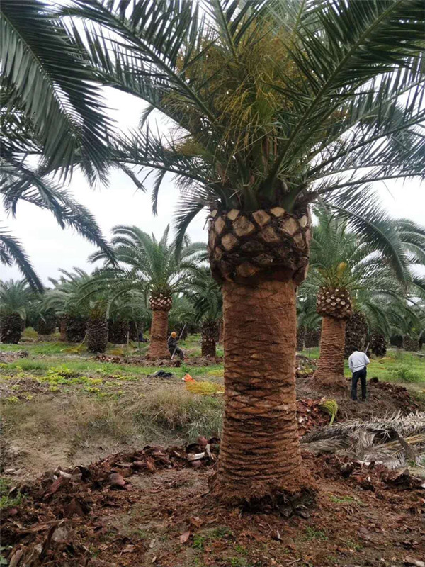 加拿利海枣基地实拍图片