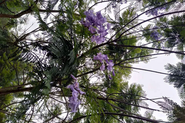 夏季开花的绿化苗木