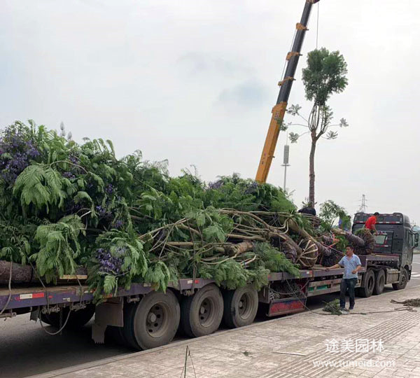 蓝花楹价格