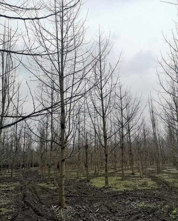 实生银杏基地实拍图片