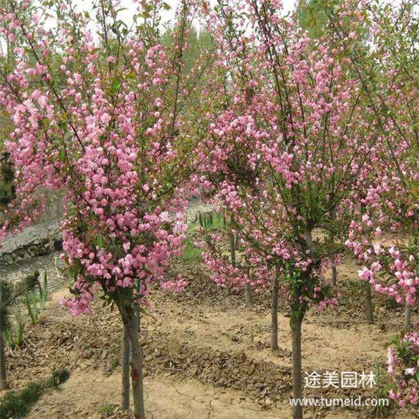 贵州西府海棠图片