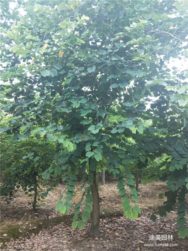 重庆桂花树基地实拍