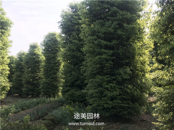 桢楠树的种植繁殖方法【精】