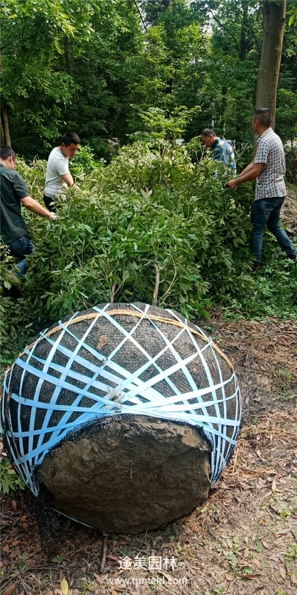 云南桢楠树基地