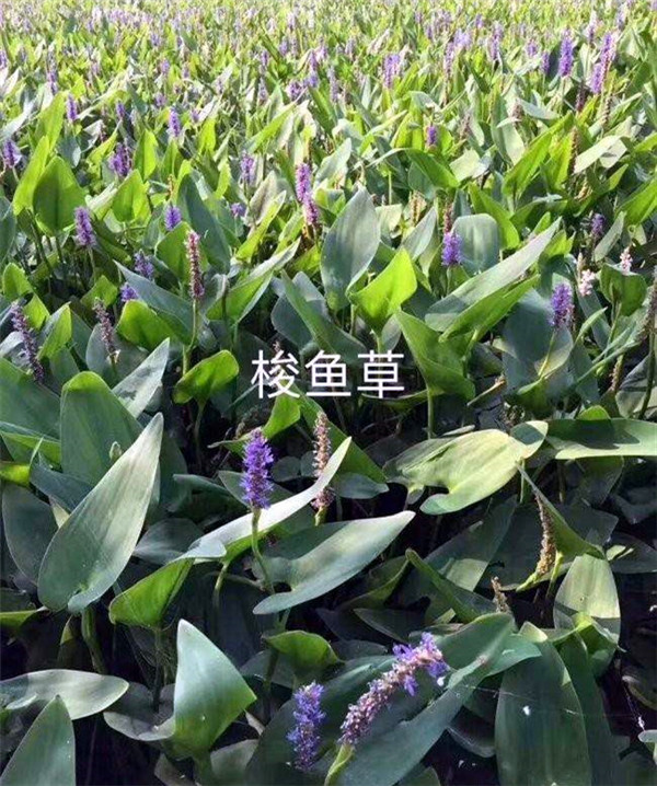 梭鱼草水生植物实拍