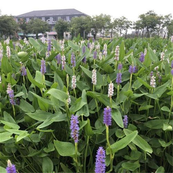 梭鱼草水生植物实拍