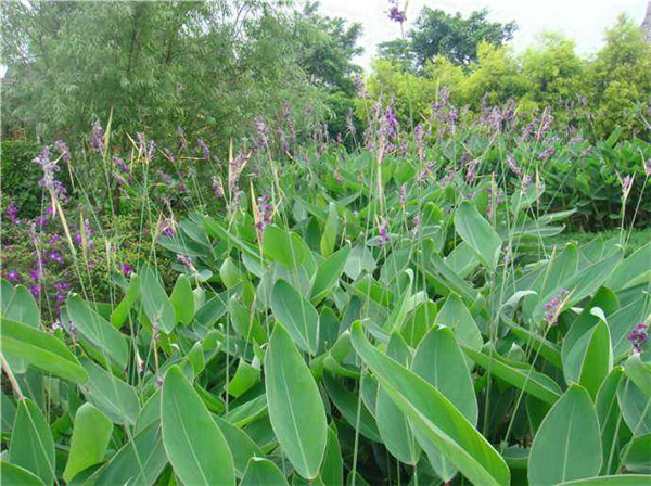 再力花水生植物基地实拍