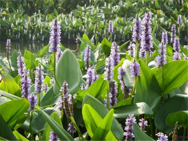 再力花水生植物基地实拍