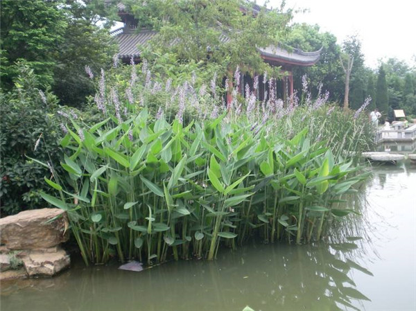 再力花水生植物基地实拍