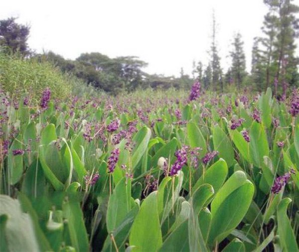 再力花水生植物基地实拍