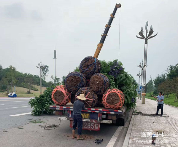 蓝花楹图片