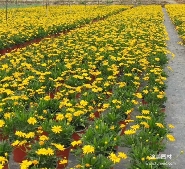 木春菊图片